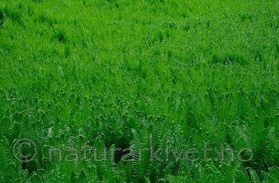 KA 99 05 0063 / Matteuccia struthiopteris / Strutseving